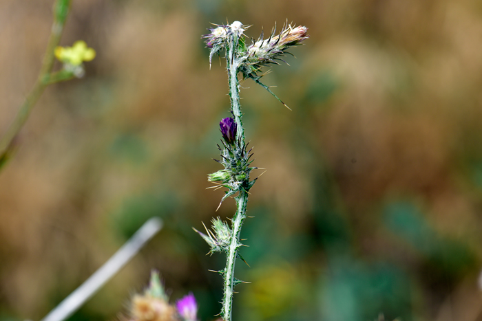 Italian Plumeless-Thistle may grow up to 4 feet tall and have multiple stems winged with spines. This species is It is native to the Mediterranean region and some other countries further north or east. Carduus pycnocephalus